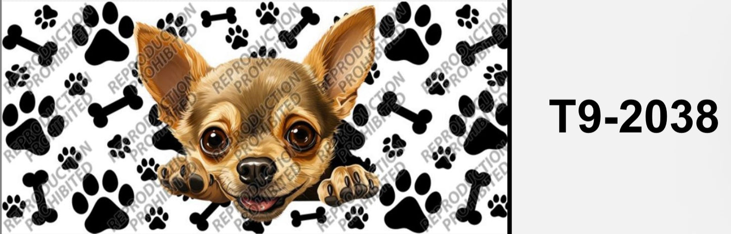 Chihuahua dog T9-2038