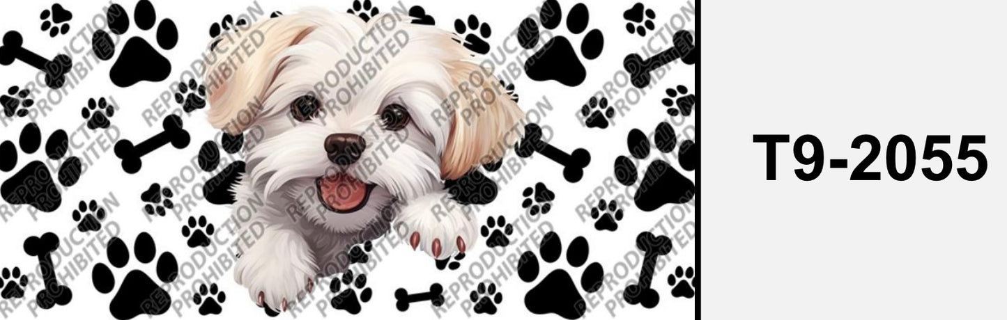 dog Malteser T9-2055
