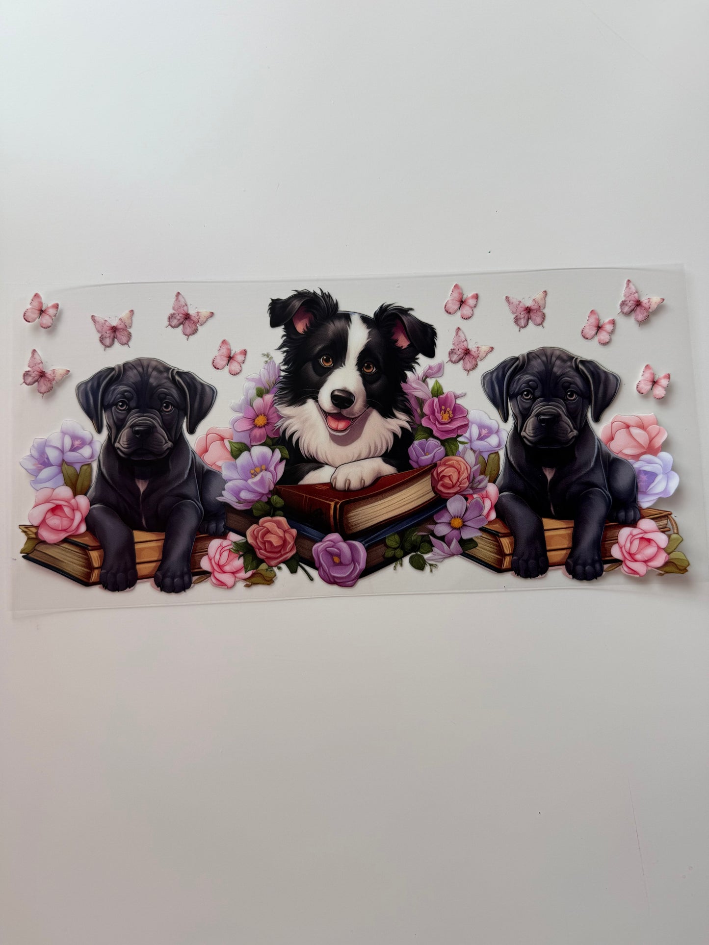 Hunde Collie welpen