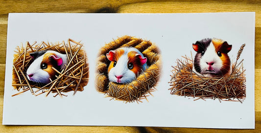 208 Meerschweinchen