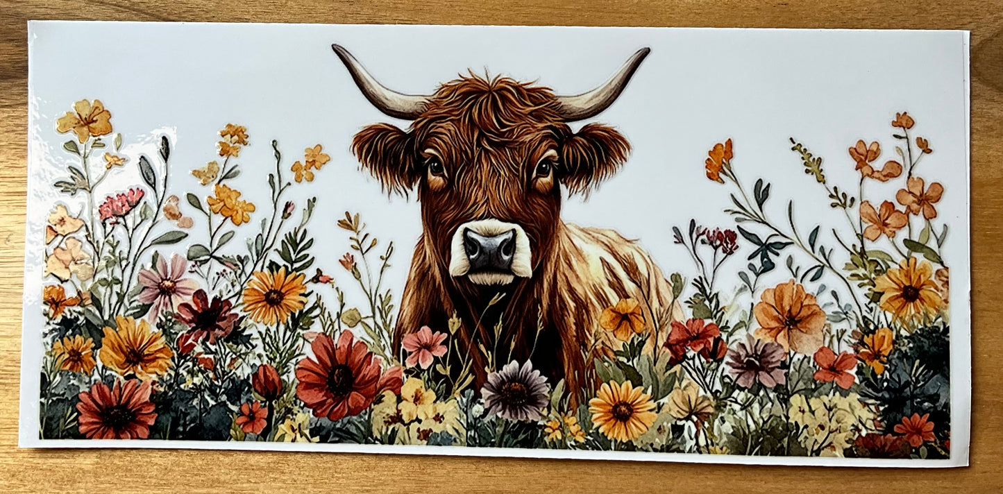 highland cow