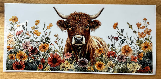highland cow