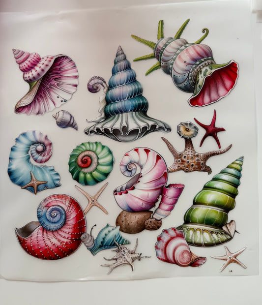 Muscheln so Beautiful 🏝️ vol.2
