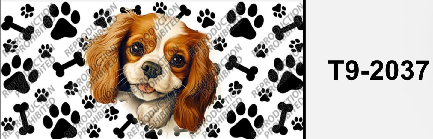 dog Cavalier King Charles Spaniel T9-2037