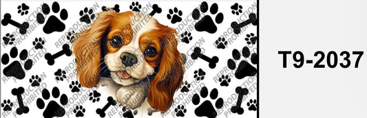 dog Cavalier King Charles Spaniel T9-2037